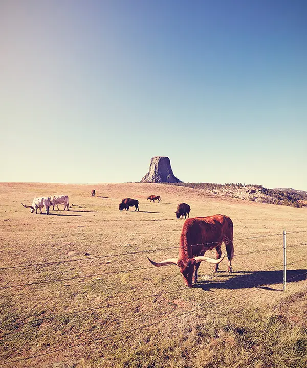 wyoming-landscape